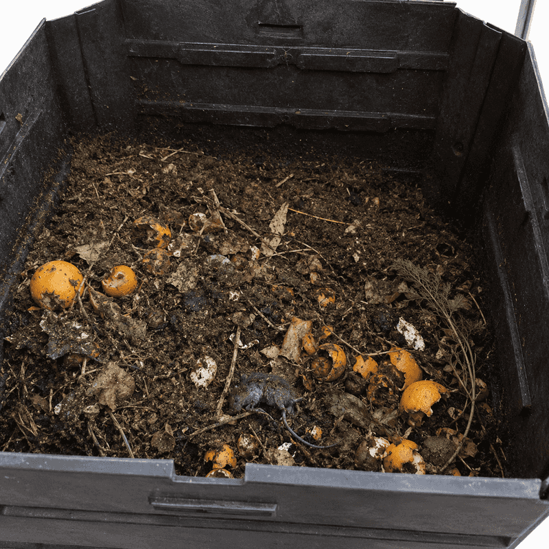 Exposed Food Scraps Create A Rodent Buffet