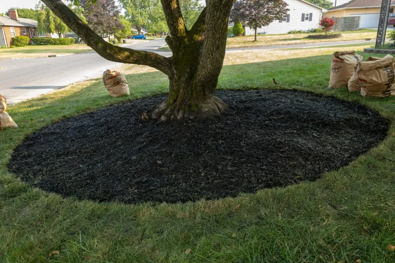 Extend Mulch Out Toward The Drip Line