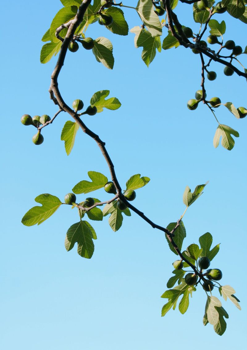 Extended Warmth Kept Trees Awake Longer