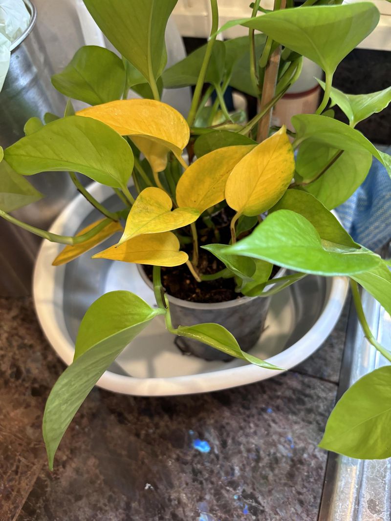 Extra Fertilizer Is Burning The Roots