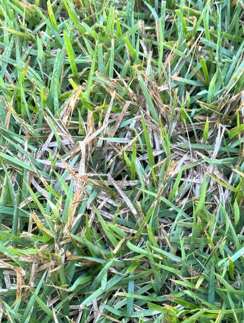 Extra Nitrogen Can Keep Grass Growing Too Long Extra Nitrogen Can Keep Grass Growing Too Long