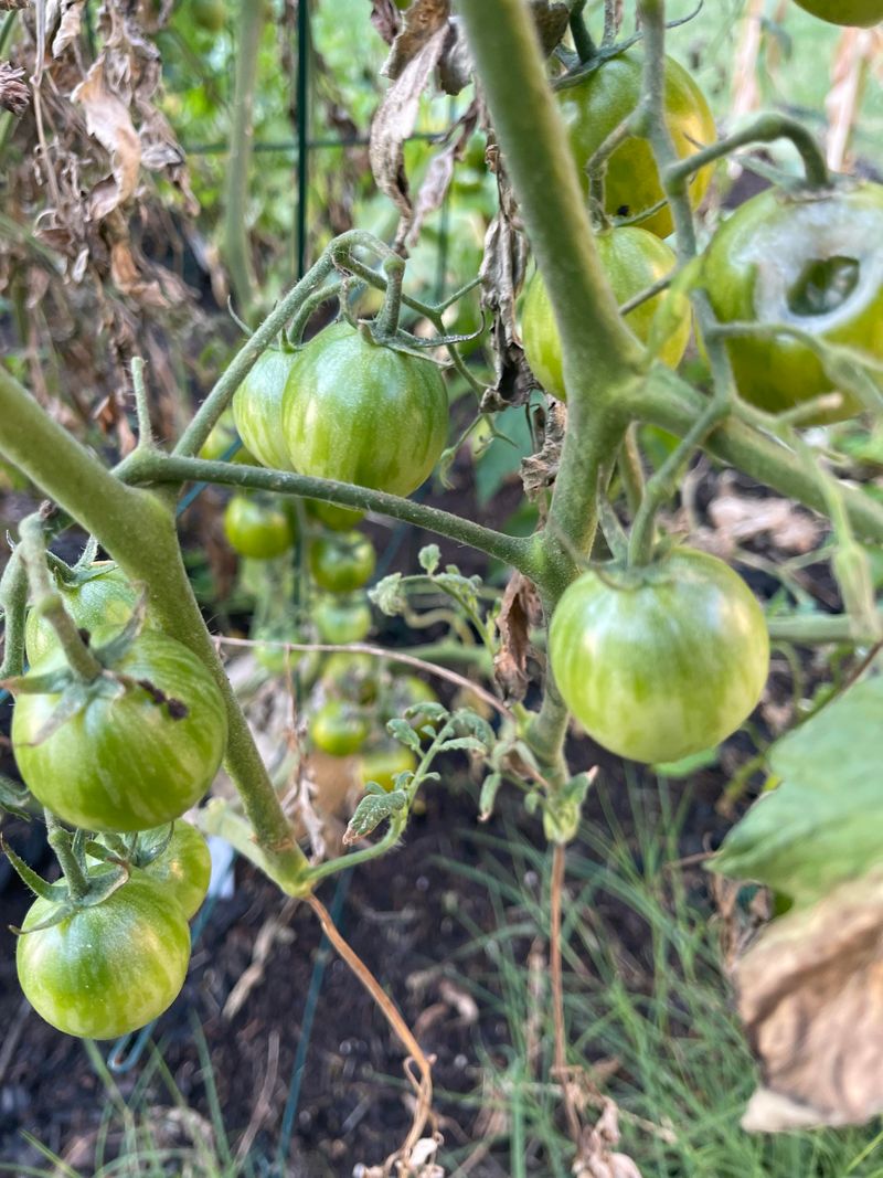 Extreme Heat Pauses Ripening Chemistry