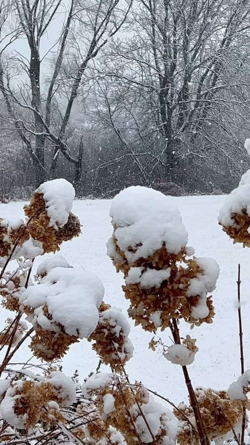 Faded Blooms Are Better Left Standing Through Winter