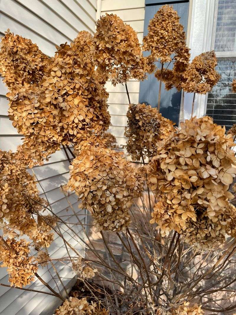 Faded Flowers Can Stay In Place Through Fall Faded Flowers Can Stay In Place Through Fall