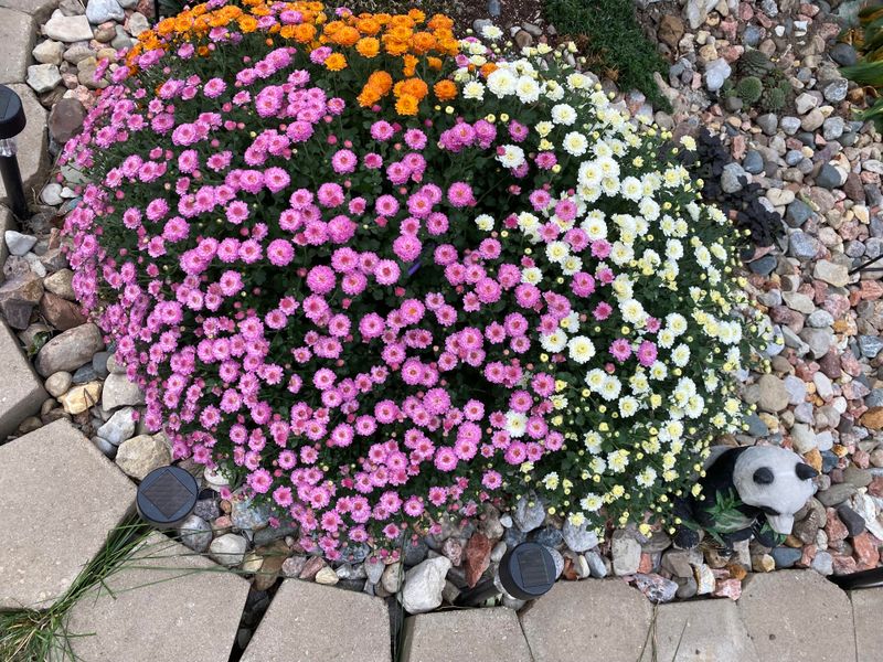 Fading Blooms Do Not Always Mean Your Plant Is Failing
