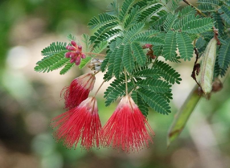 Fairy Duster