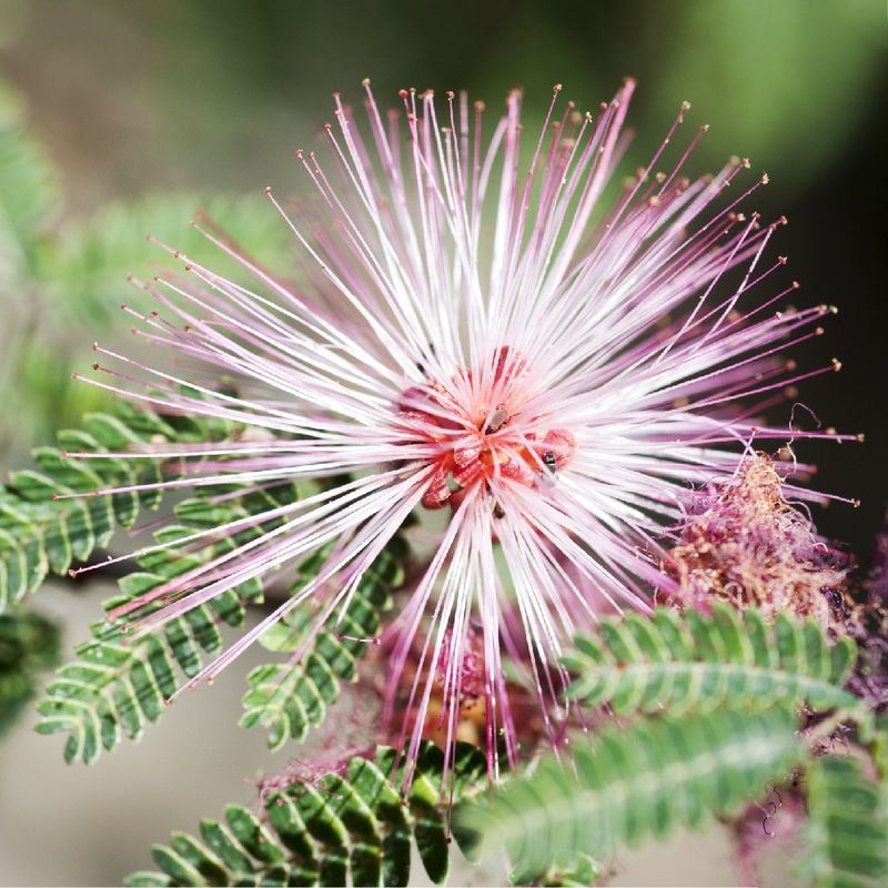 Fairy Duster