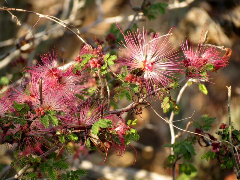 Fairy Duster