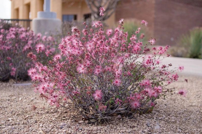 Fairy Duster (Calliandra eriophylla)