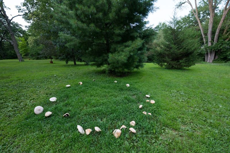 Fairy Rings Signaling Deeper Turf Trouble Fairy Rings Signaling Deeper Turf Trouble