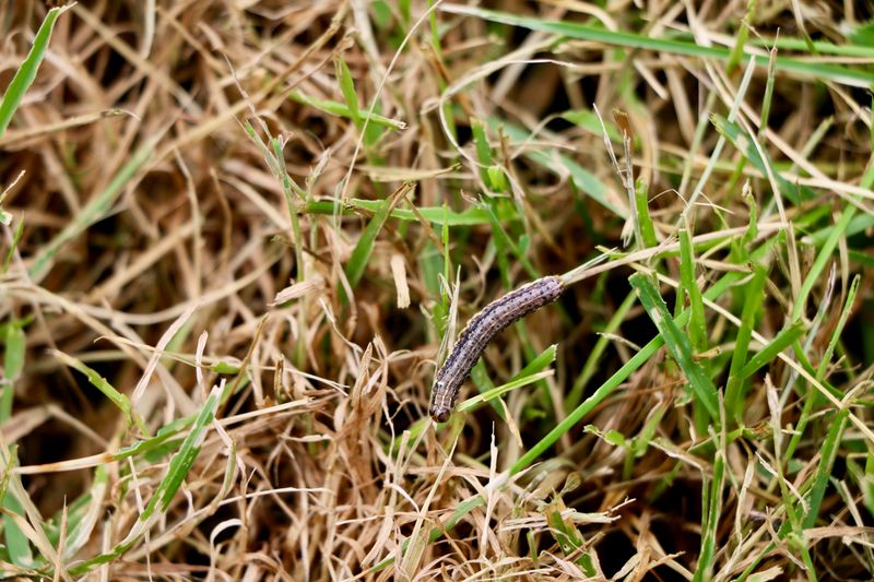 Fall Armyworms Can Damage Turf Quickly