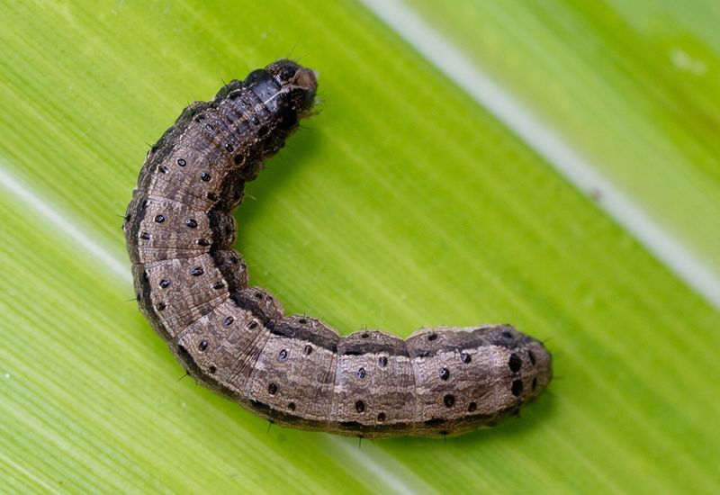 Fall Armyworms