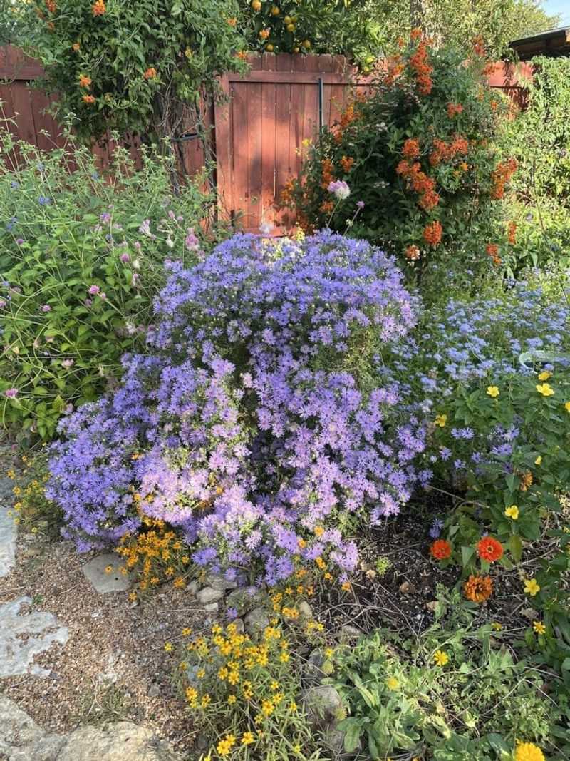 Fall Aster Brings Waves Of Purple Late In The Season Fall Aster Brings Waves Of Purple Late In The Season