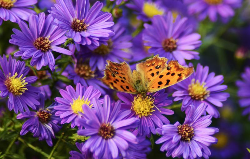 Fall Aster Carpets Beds With Purple Daisies