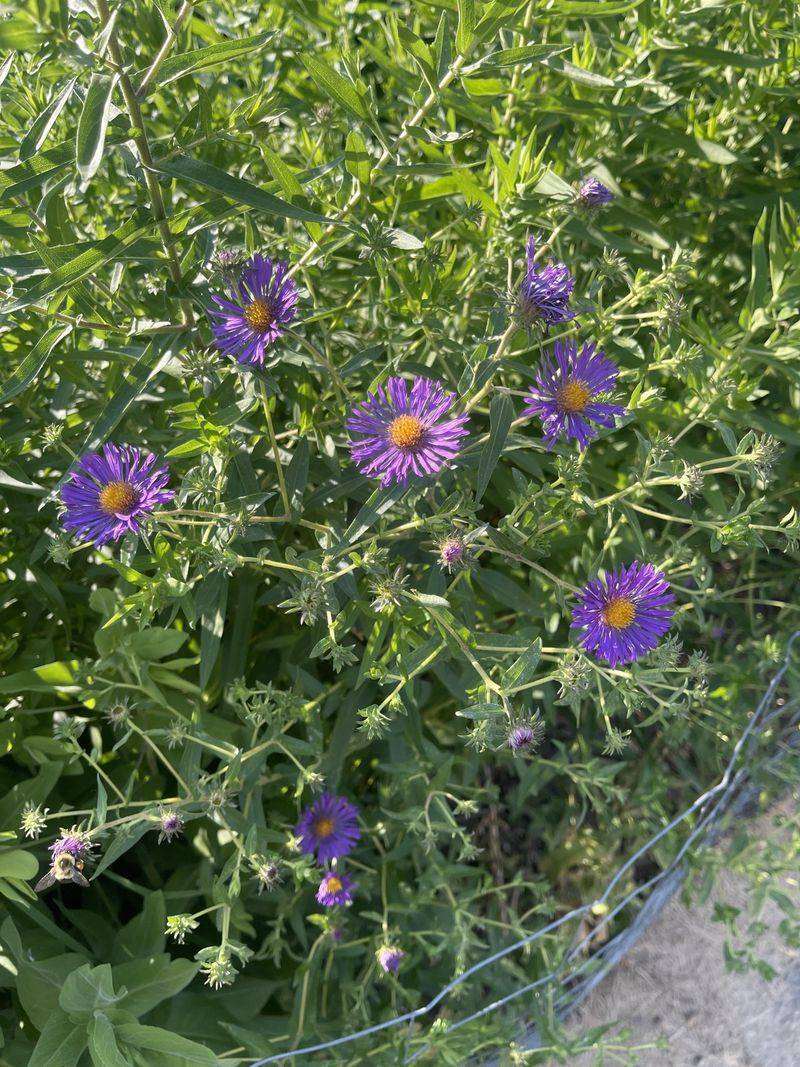 Fall Aster Explodes With Color On Cue Fall Aster Explodes With Color On Cue