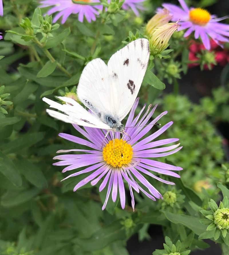 Fall Aster