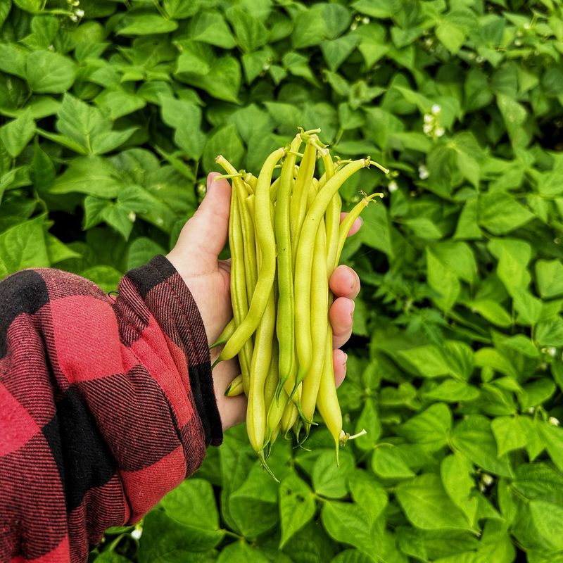 Fall Beans