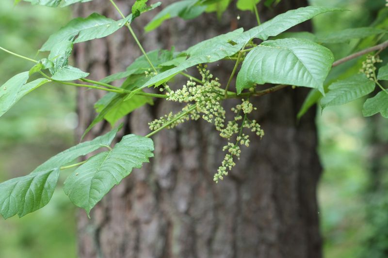 Fall Berries Help Poison Ivy Stand Out