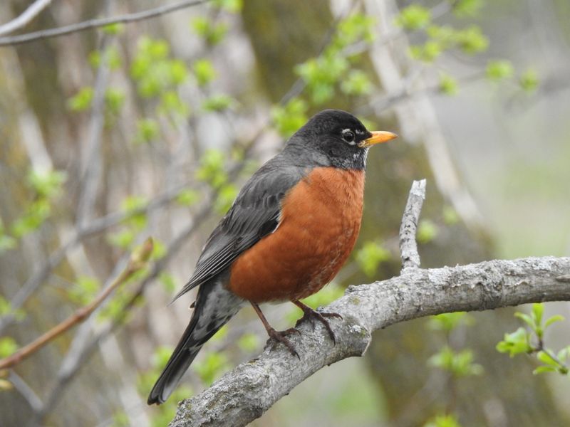 Fall Brings Changes In Where American Robins Spend Their Time Fall Brings Changes In Where American Robins Spend Their Time