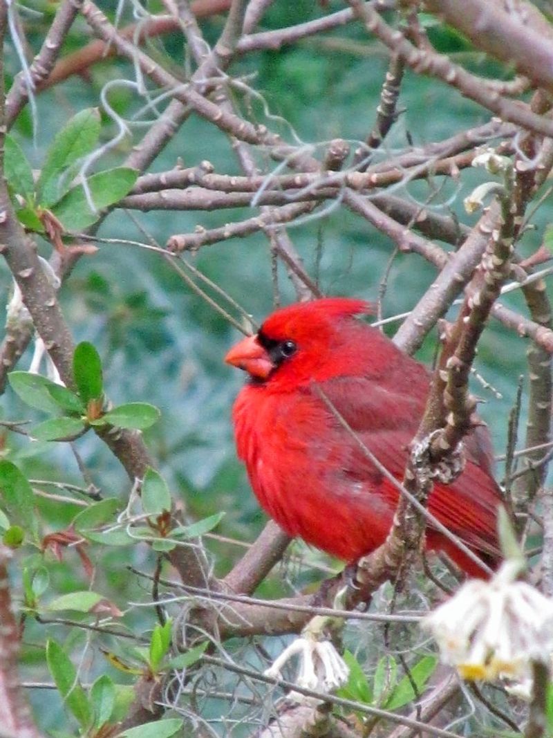 Fall Brings More Visible Bird Activity