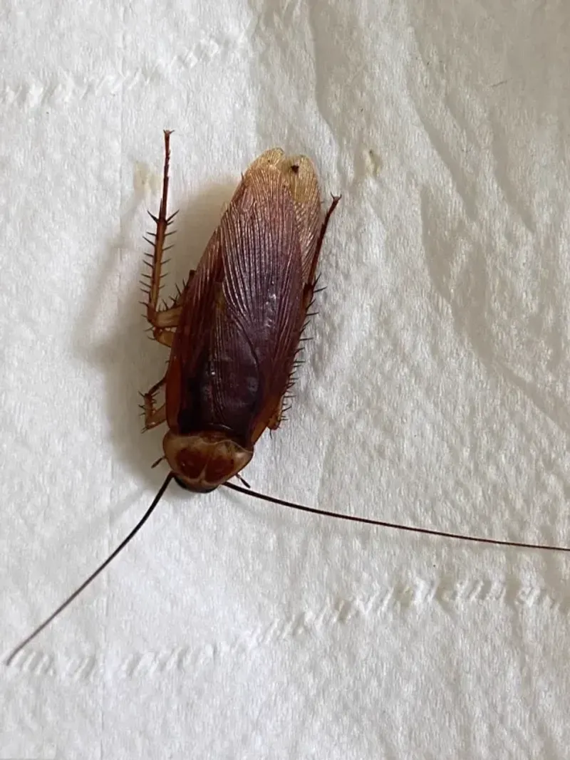 Fall Can Bring More Palmetto Bugs Close To The House Fall Can Bring More Palmetto Bugs Close To The House