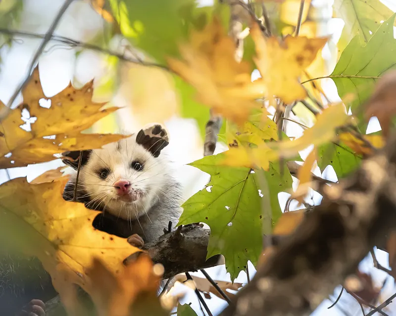 Fall Can Bring More Wildlife Activity Fall Can Bring More Wildlife Activity