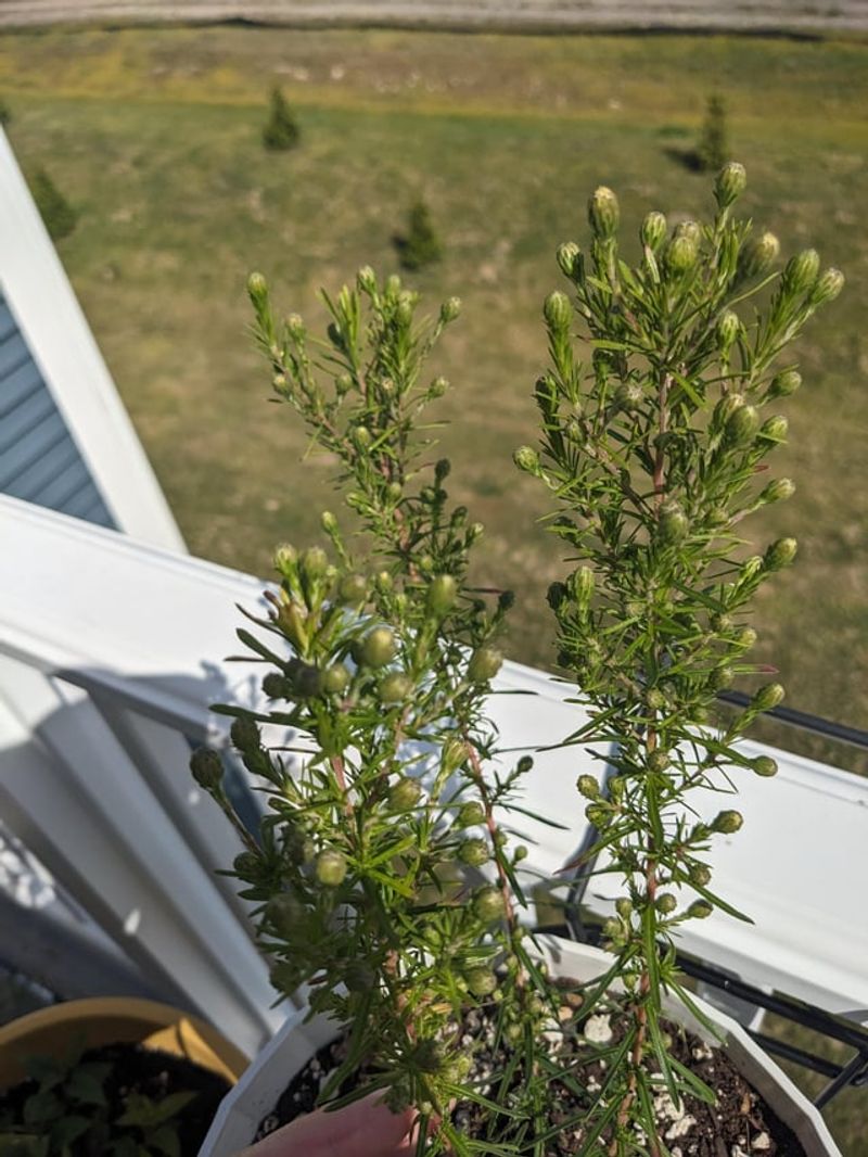 Fall Care Habits For Next Season's Buds Fall Care Habits For Next Season's Buds