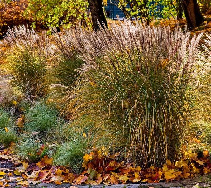 Fall Cleanup Can Remove Bee Shelter