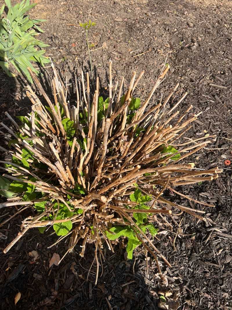 Fall Cleanup Cut Off Stems Holding Next Year's Blooms Fall Cleanup Cut Off Stems Holding Next Year's Blooms