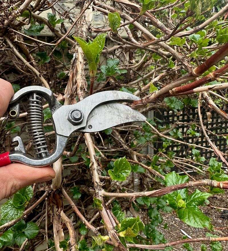 Fall Cleanup Pruning Steps