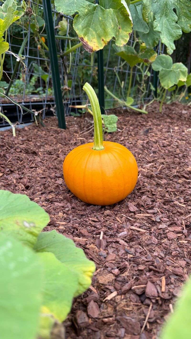 Fall Cleanup Reduces Next Season Problems