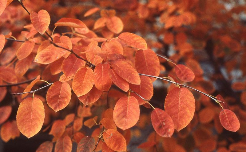 Fall Color Adds A Third Season