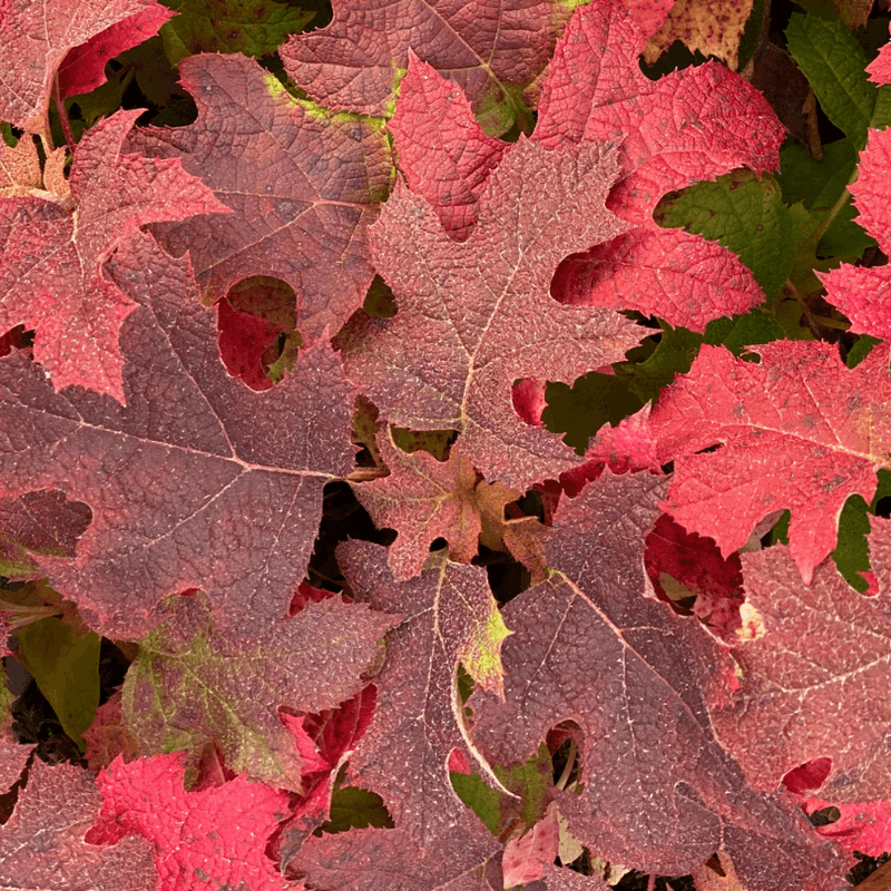 Fall Color Rivals Any Native Tree