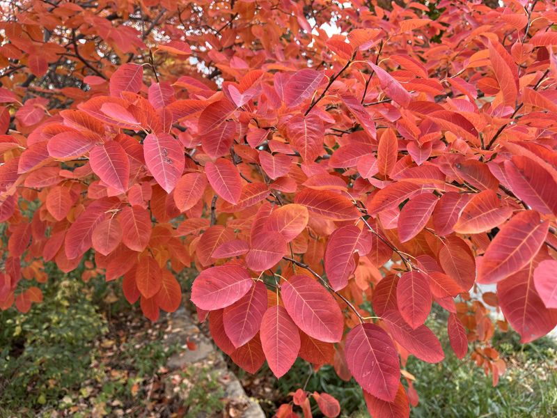 Fall Color Rivals Any Non Native Choice Fall Color Rivals Any Non Native Choice