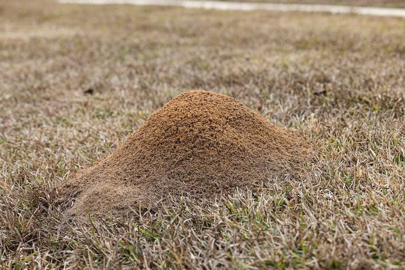 Fall Control Can Reduce Problems Before Cooler Weather Arrives Fall Control Can Reduce Problems Before Cooler Weather Arrives