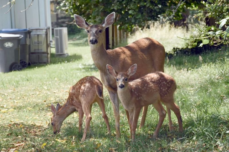 Fall Does Not Mean Deer Need Help Fall Does Not Mean Deer Need Help