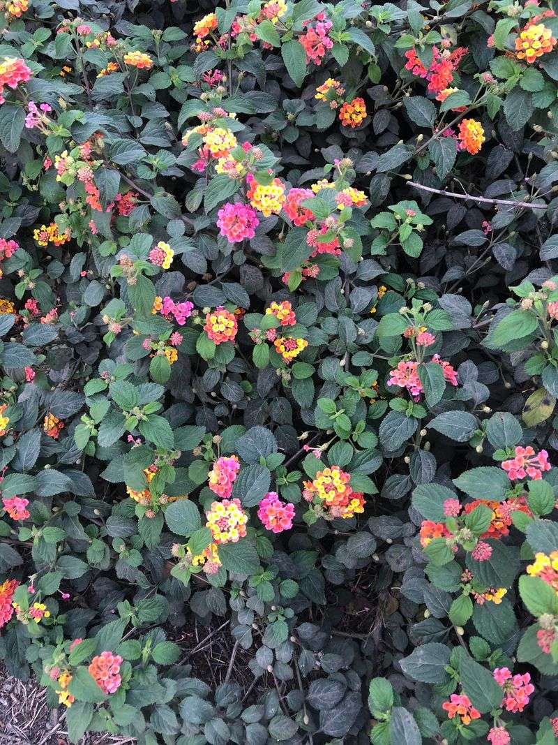 Fall Feeding Risks Tender New Growth Fall Feeding Risks Tender New Growth