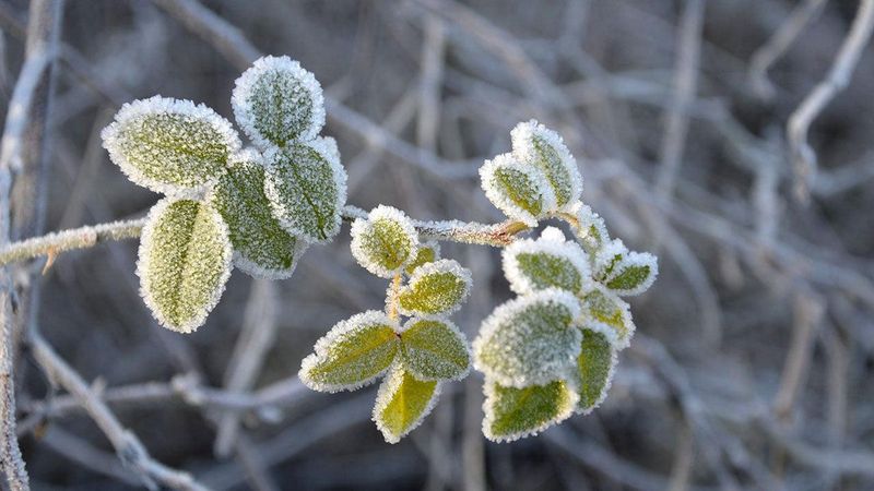 Fall Feeding Risks Tender New Growth Fall Feeding Risks Tender New Growth