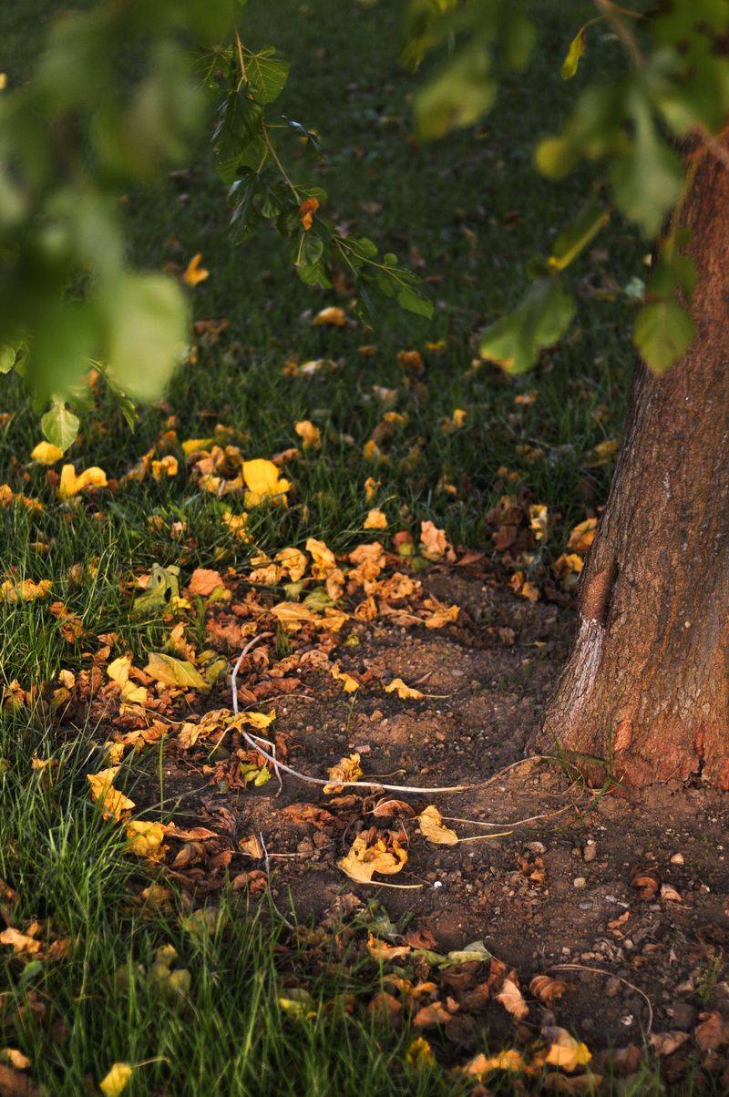 Fall Fertilizer Feeds Roots Through The Cool Months
