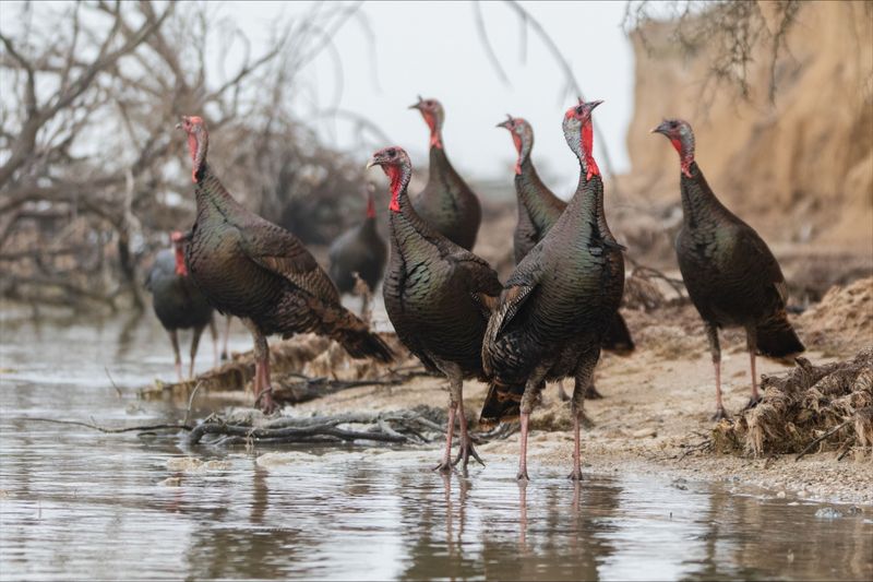 Fall Flocks Are On The Move Across Texas Fall Flocks Are On The Move Across Texas