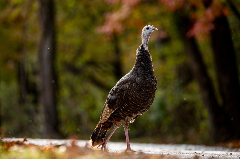 Fall Flocks Are On The Move Fall Flocks Are On The Move