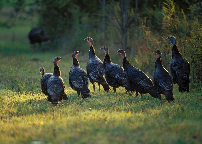 Fall Flocks Start Coming Together Fall Flocks Start Coming Together