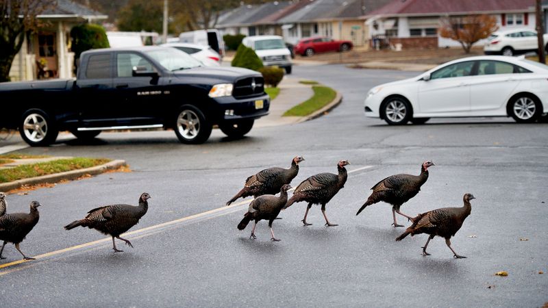 Fall Food Sends Turkeys Roaming Fall Food Sends Turkeys Roaming