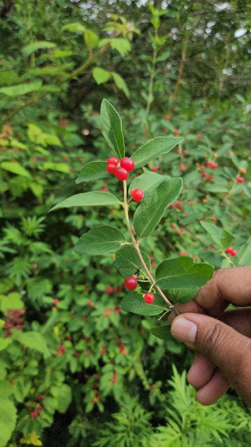 Fall Fruit Helps This Shrub Spread