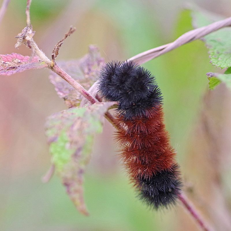 Fall Has Arrived For One Of Pennsylvania's Most Familiar Caterpillars Fall Has Arrived For One Of Pennsylvania's Most Familiar Caterpillars