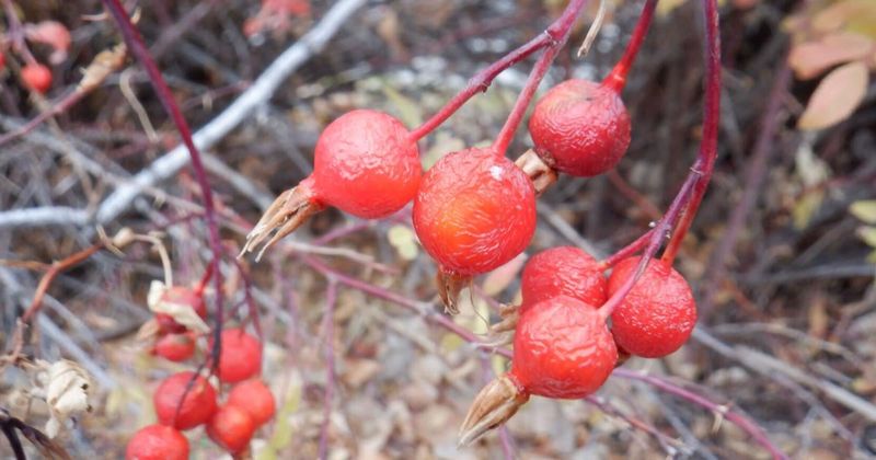 Fall Hips Give Shrubs Winter Interest