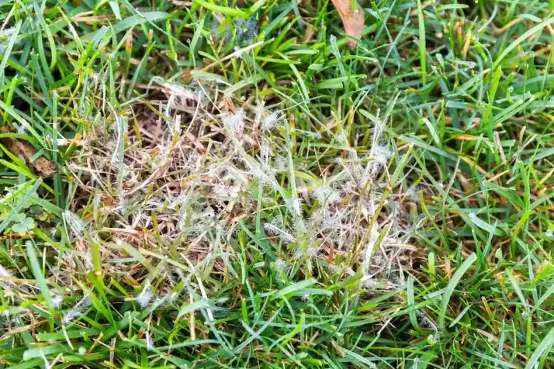 Fall Is A Common Time For Dollar Spot To Develop