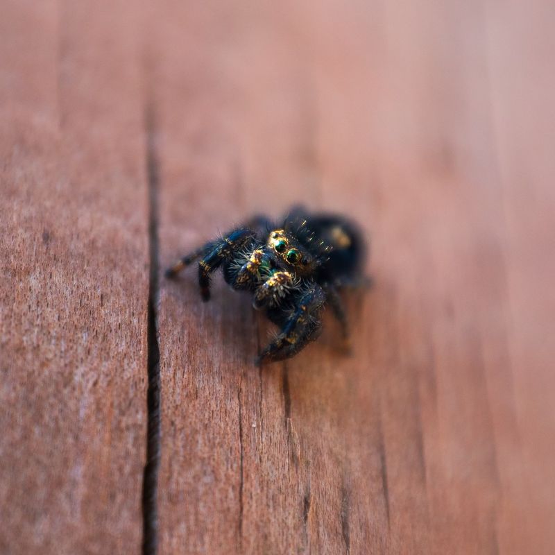 Fall Is A Common Time To Notice More Spiders
