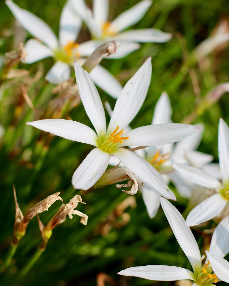 Fall Is A Good Time To Add This Native Bulb