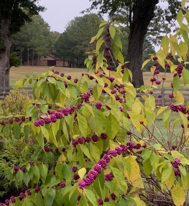 Fall Is A Good Time To Plant A Wildlife-Friendly Shrub Fall Is A Good Time To Plant A Wildlife-Friendly Shrub
